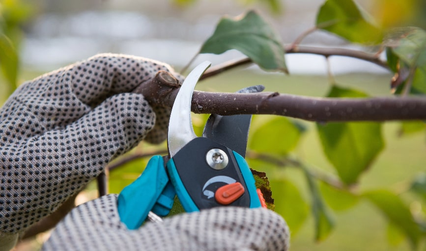 Tree Pruning