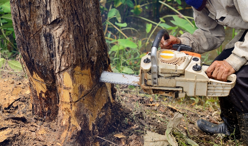 Tree Removal